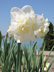 White Lion Daffodil (Narcissus 'White Lion') at Stonegate Gardens