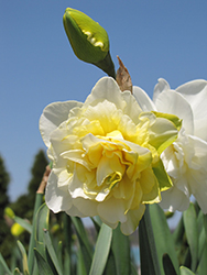 Irene Copeland Daffodil (Narcissus 'Irene Copeland') at A Very Successful Garden Center