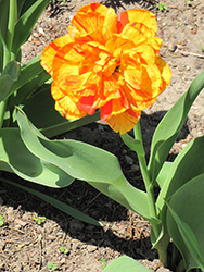 Sundowner Tulip (Tulipa 'Sundowner') at Stonegate Gardens