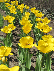 Golden Apeldoorn Tulip (Tulipa 'Golden Apeldoorn') at A Very Successful Garden Center