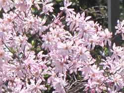 Pink Perfection Magnolia (Magnolia stellata 'Pink Perfection') at Stonegate Gardens