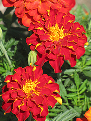 Safari Red Marigold (Tagetes patula 'Safari Red') at Stonegate Gardens