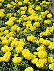 First Lady Marigold (Tagetes erecta 'First Lady') at Stonegate Gardens