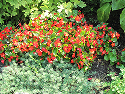 Bada Bing Scarlet Begonia (Begonia 'Bada Bing Scarlet') at Stonegate Gardens
