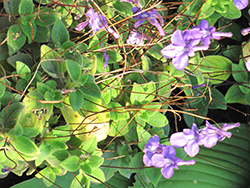 False African Violet (Streptocarpus saxorum) at Stonegate Gardens