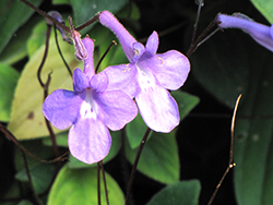 False African Violet (Streptocarpus saxorum) at Stonegate Gardens