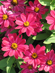 Profusion Cherry Zinnia (Zinnia 'Profusion Cherry') at Stonegate Gardens