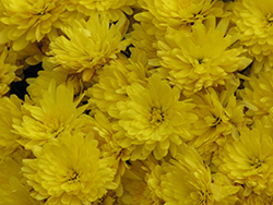 Erica Yellow Chrysanthemum (Chrysanthemum 'Yoerica') at Stonegate Gardens