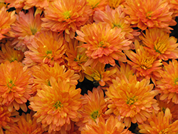 Jacqueline Orange Fusion Chrysanthemum (Chrysanthemum 'Jacqueline Orange Fusion') at Stonegate Gardens