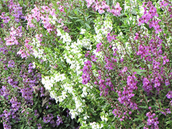 Serena Mixture Angelonia (Angelonia angustifolia 'Serena Mixture') at Stonegate Gardens