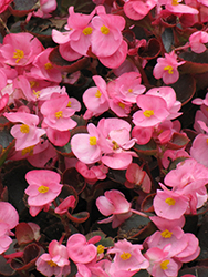 Bada Boom Pink Begonia (Begonia 'Bada Boom Pink') at Stonegate Gardens