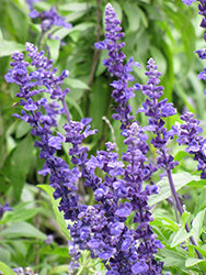 Blue Victory Salvia (Salvia farinacea 'Blue Victory') at Stonegate Gardens