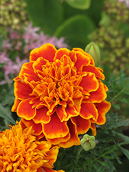 Janie Flame Marigold (Tagetes patula 'Janie Flame') at The Mustard Seed
