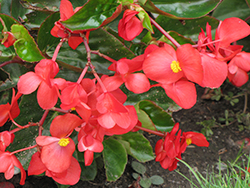 Dragon Wing Red Begonia (Begonia 'Dragon Wing Red') at Stonegate Gardens