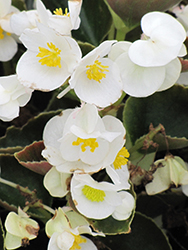 Bada Boom White Begonia (Begonia 'Bada Boom White') at Stonegate Gardens