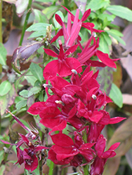 Fan Deep Rose Cardinal Flower (Lobelia x speciosa 'Fan Deep Rose') at Stonegate Gardens