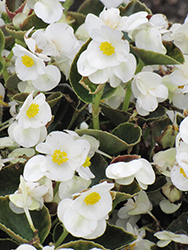 Bada Bing White Begonia (Begonia 'Bada Bing White') at Stonegate Gardens