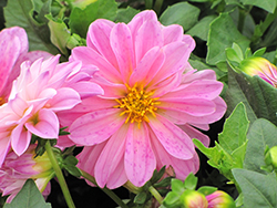 Dahlietta Lisa Pink Dahlia (Dahlia 'Dahlietta Lisa Pink') at Stonegate Gardens