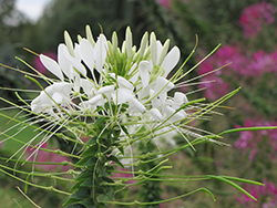 White Queen Spiderflower (Cleome hassleriana 'White Queen') at Stonegate Gardens
