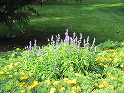 Strata Salvia (Salvia farinacea 'Strata') at Lakeshore Garden Centres