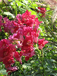 Madame Butterfly Red-Magenta Snapdragon (Antirrhinum majus 'Madame Butterfly Red-Magenta') at Stonegate Gardens