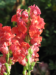 Madame Butterfly Rosy-Bronze Snapdragon (Antirrhinum majus 'Madame Butterfly Rosy-Bronze') at Stonegate Gardens