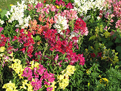 Madame Butterfly Mix (Antirrhinum majus 'Madame Butterfly Mix') at Stonegate Gardens
