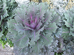 Nagoya Purple Kale (Brassica oleracea var. acephala 'Nagoya Purple') at Stonegate Gardens