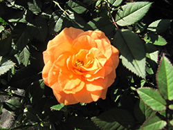 Orange Meillandina Rose (Rosa 'MEIjikatar') at Stonegate Gardens