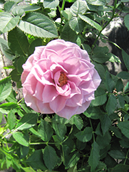 Pink Symphony Rose (Rosa 'MEItonje') at Lakeshore Garden Centres