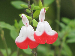 Hot Lips Sage (Salvia microphylla 'Hot Lips') at Stonegate Gardens