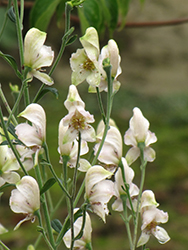 Common White Monkshood (Aconitum napellus 'Album') at Stonegate Gardens