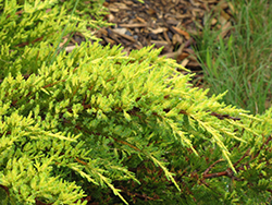 Daub's Frosted Juniper (Juniperus x media 'Daub's Frosted') at Lakeshore Garden Centres
