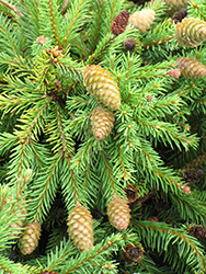 Pusch Spruce (Picea abies 'Pusch') at Stonegate Gardens