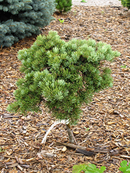 Masonic Broom White Fir (Abies concolor 'Masonic Broom') at Stonegate Gardens