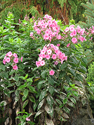 Shortwood Garden Phlox (Phlox paniculata 'Shortwood') at Stonegate Gardens
