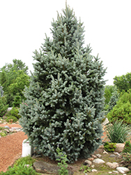 Iseli Fastigiate Spruce (Picea pungens 'Iseli Fastigiata') at Stonegate Gardens