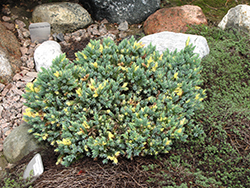 Floreant Juniper (Juniperus squamata 'Floreant') at Stonegate Gardens