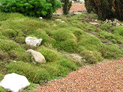 Irish Moss (Sagina subulata) at Stonegate Gardens