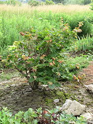 Microphyllum Full Moon Maple (Acer shirasawanum 'Microphyllum') at Stonegate Gardens