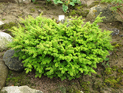 Loowit Japanese Hemlock (Tsuga diversifolia 'Loowit') at Stonegate Gardens