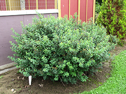 Tor Spirea (Spiraea betulifolia 'Tor') at The Mustard Seed