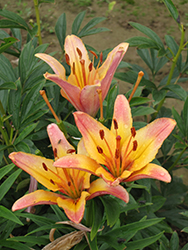 Ladylike Lily (Lilium 'Ladylike') at A Very Successful Garden Center