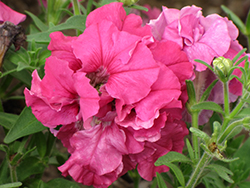 Double Madness Rose Double Petunia (Petunia 'PAS3157') at Stonegate Gardens