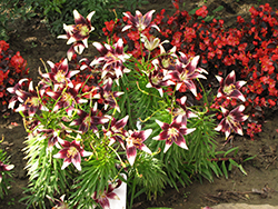 Cappuccino Lily (Lilium 'Cappuccino') at Stonegate Gardens