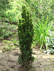 Golden Irish Yew (Taxus baccata 'Fastigiata Aurea') at Stonegate Gardens
