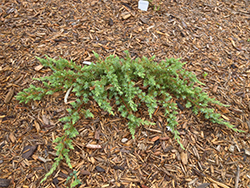 Schlager Shore Juniper (Juniperus conferta 'Schlager') at Stonegate Gardens