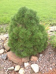 Moseri Scotch Pine (Pinus sylvestris 'Moseri') at Stonegate Gardens