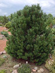 Fastigiate Mugo Pine (Pinus mugo 'Fastigiata') at Stonegate Gardens