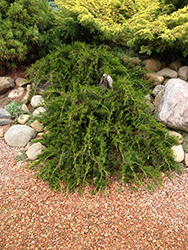 Weeping Redcedar (Juniperus virginiana 'Pendula') at Stonegate Gardens